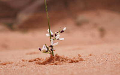 business resilience