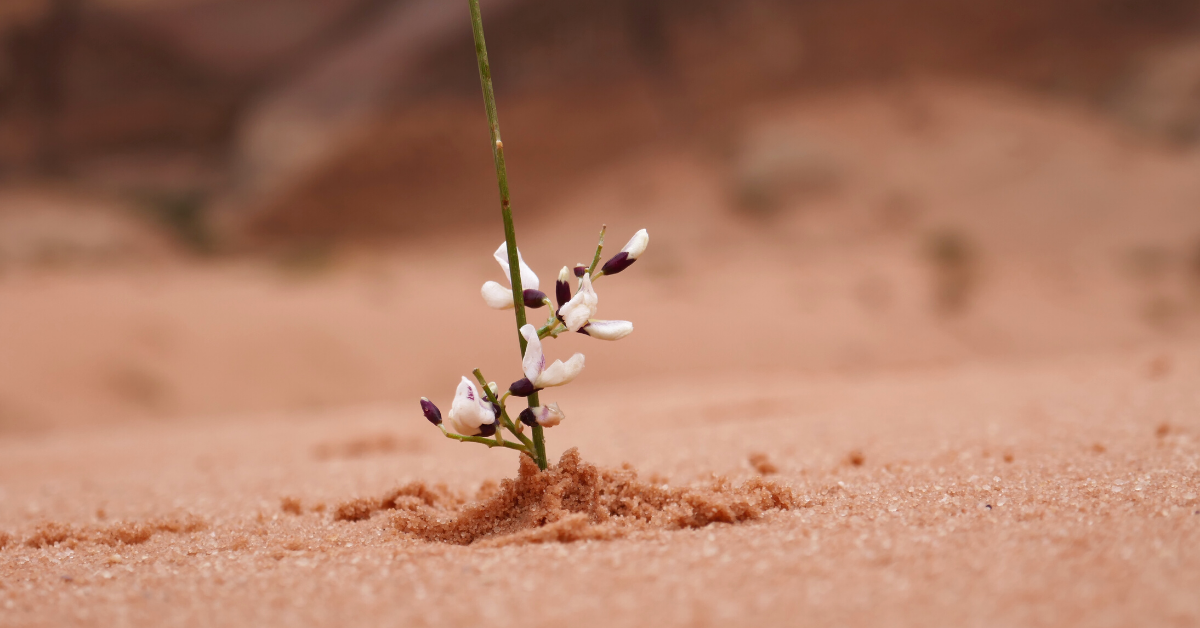 business resilience
